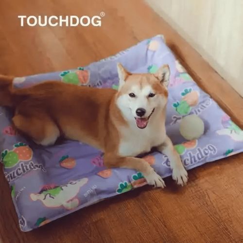 國際風向標 寵物用品配飾一片藍海,品牌紛紛入局