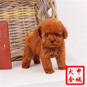 廠家直銷特價新款泰迪小狗實(shí)木衣柜衣架 多功能寵物家具的理想選擇